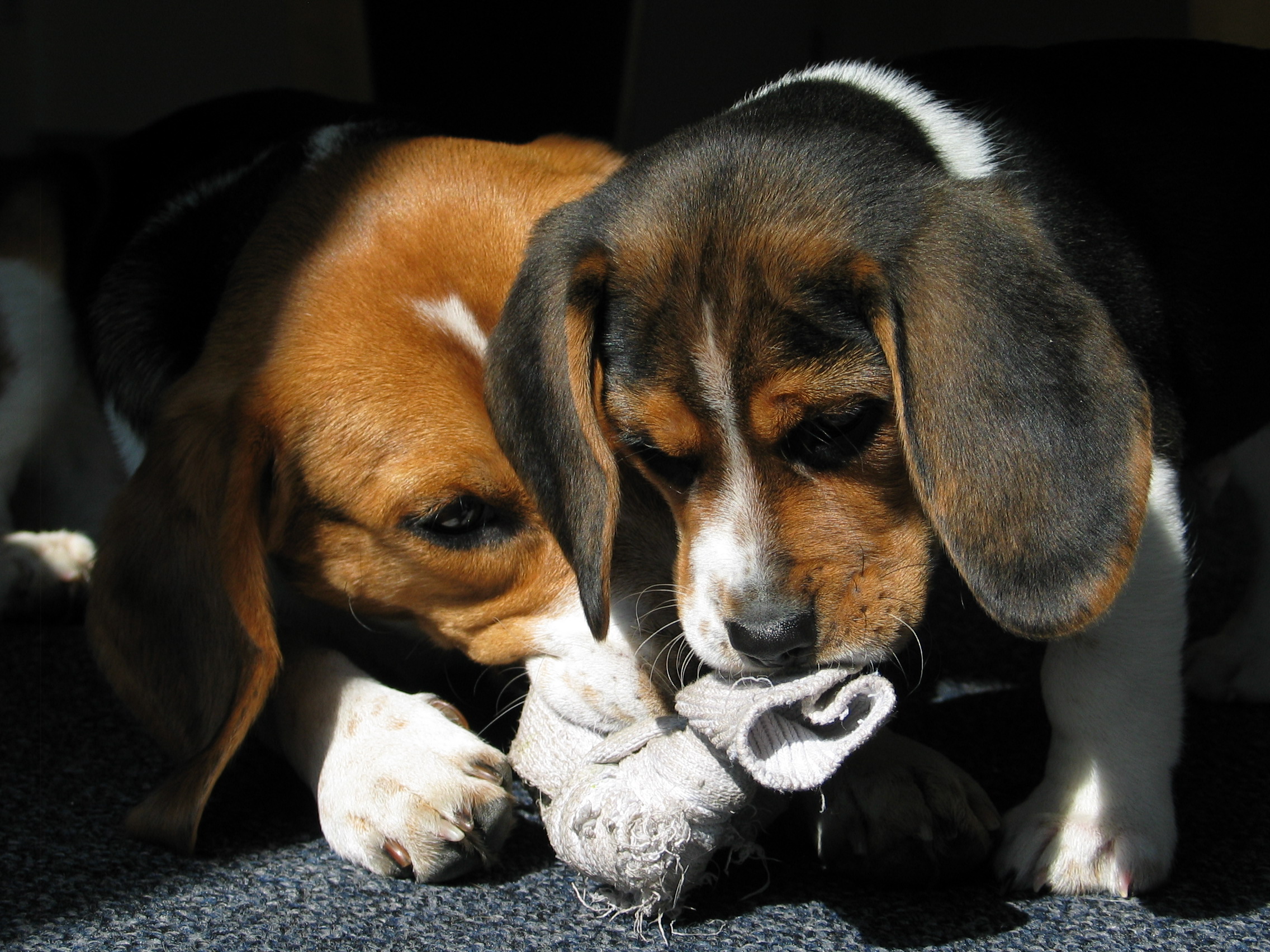 Beagles